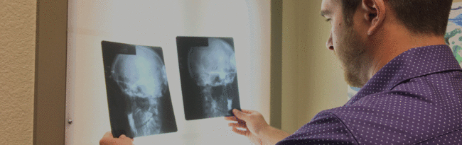 Doctor comparing skulls for enjoyment