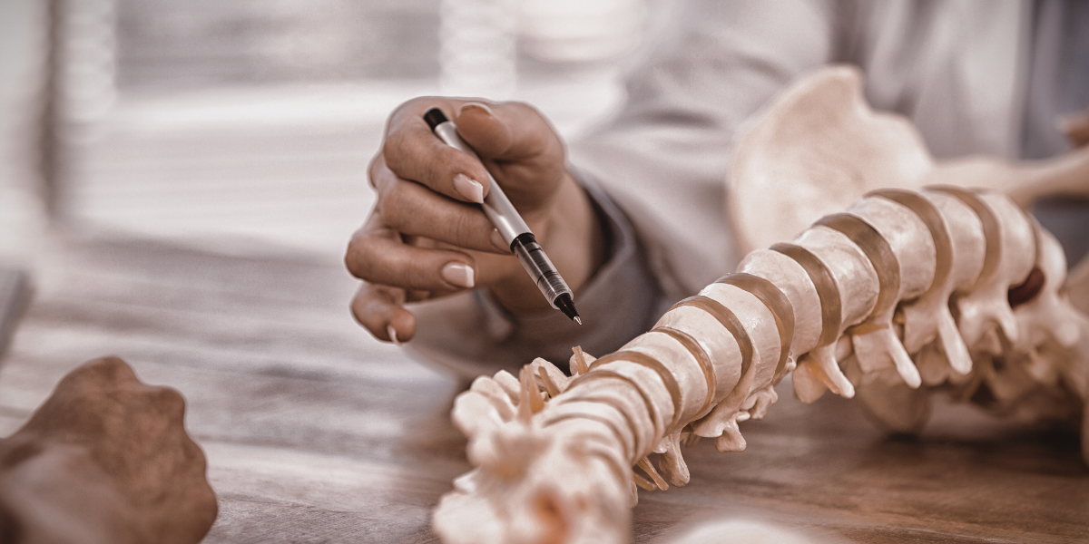 doctor showing a spine to a patient